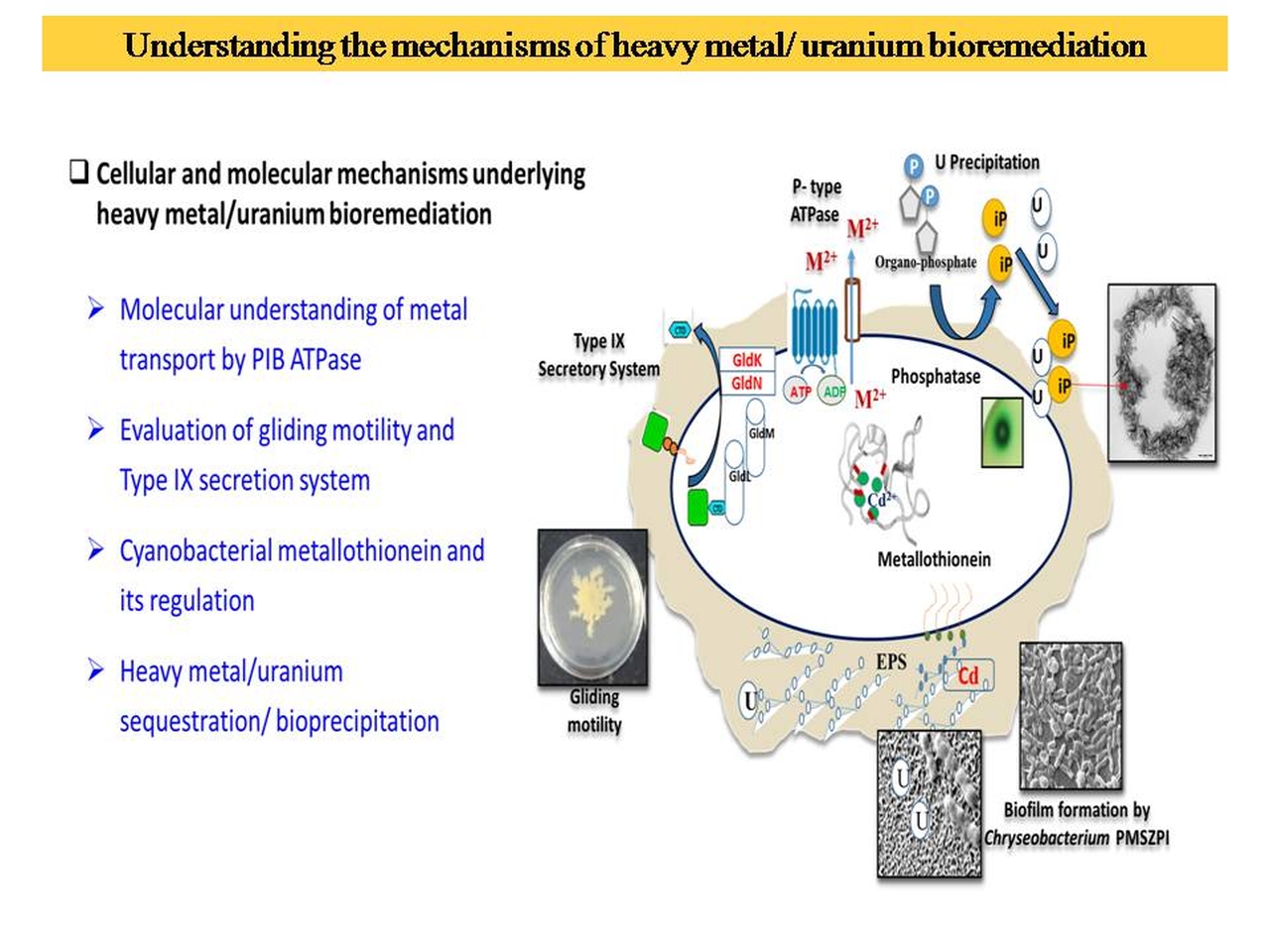 Understanding the mechanism of heavy Metals