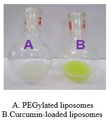 Curcumin loaded PEGylated liposomes (Lipo-CURe)